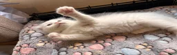 Ragdoll cats for sale: 🌟 Stunning half Ragdoll Kittens READY TO GO 🌟 - Advert 15