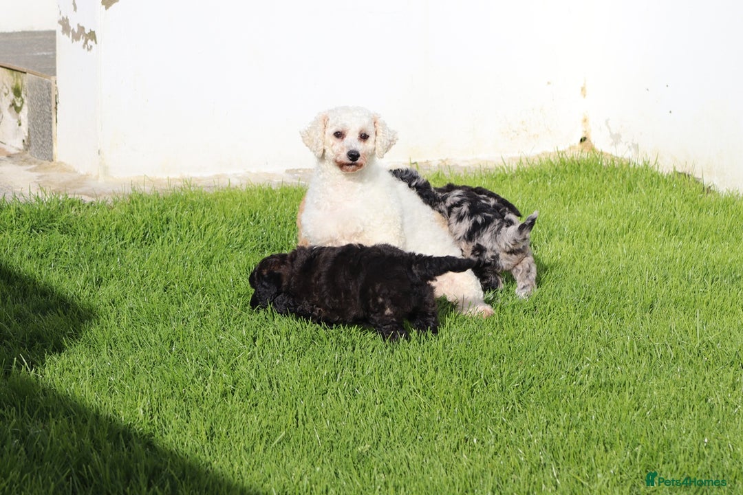 Poochon dogs for sale: F1 Poochon puppy for sale - Image 37