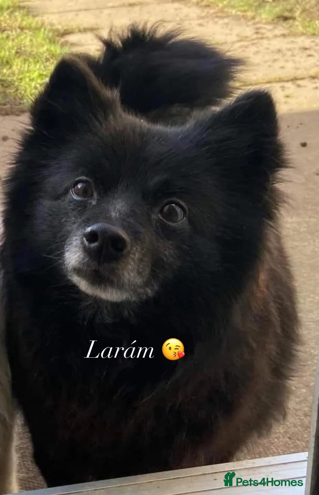 Pomeranian dogs for sale: Beautiful Purebred Pomeranian Puppies  - Advert 1