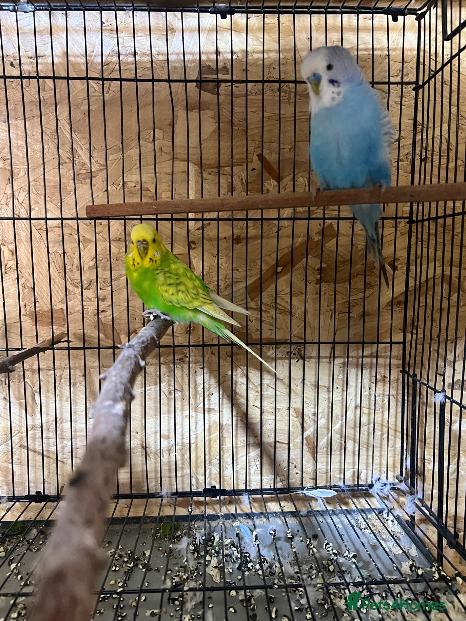 Budgerigars birds Nice Budgies pair  - Advert 1
