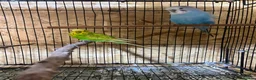 Budgerigars birds for sale: Nice Budgies pair  - Advert 1