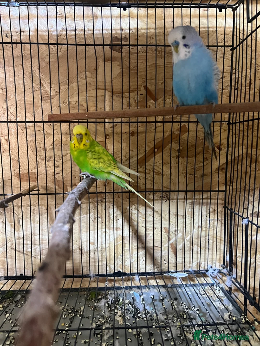 Budgerigars birds for sale: Nice Budgies pair  - Advert 1