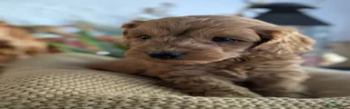 Cockapoo 4