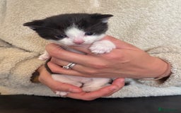 Domestic Shorthair cats for sale: Kittens - Image 6