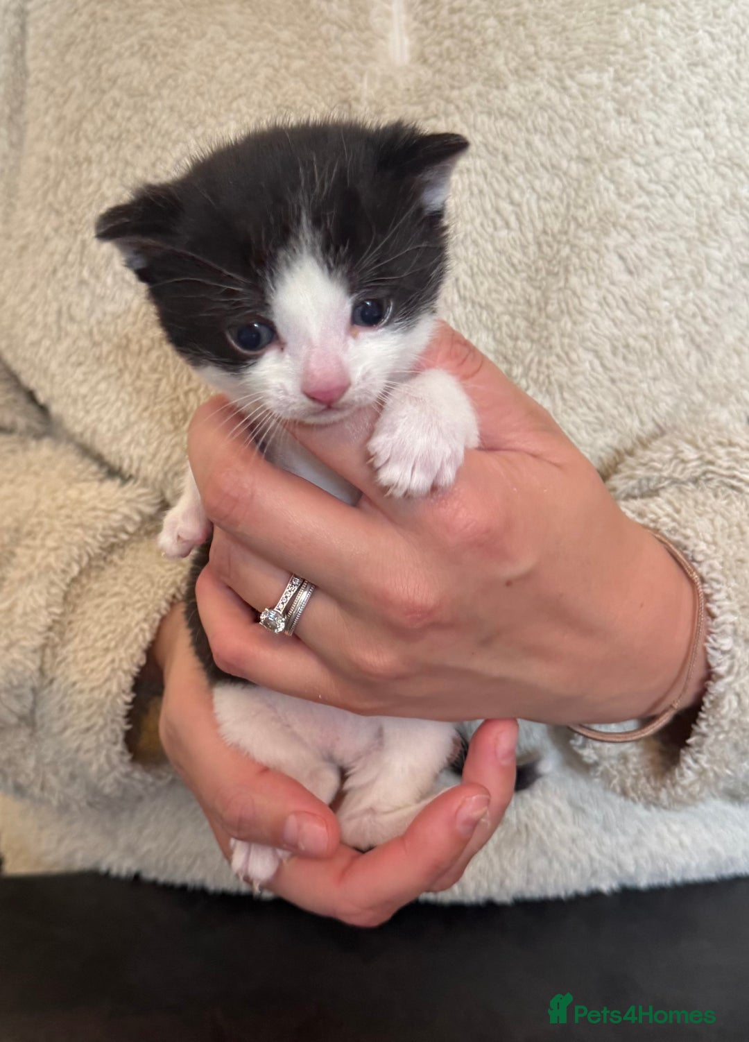 Domestic Shorthair cats for sale: Kittens - Image 6