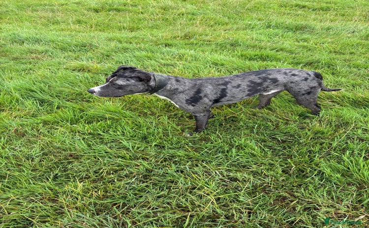 Greyhound dogs - Advert 1