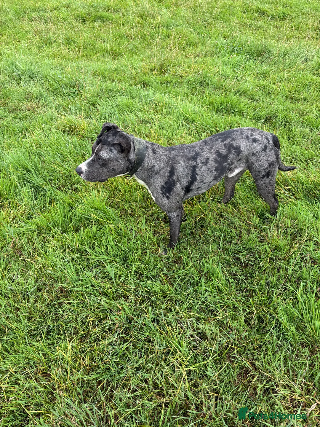 Greyhound dogs for stud: Collie bull greyhound  - Advert 1