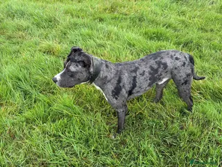 Greyhound dogs Collie bull greyhound - Advert 2