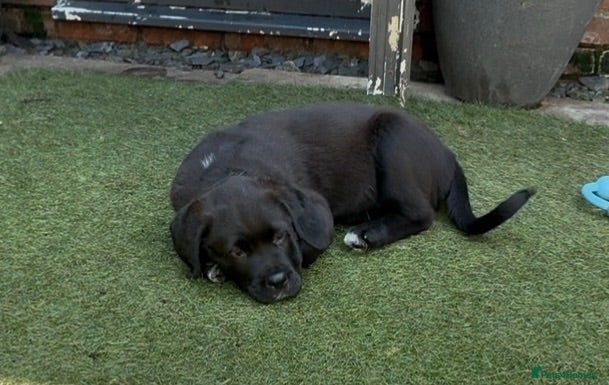 Mixed Breed dogs Central Asian Shepard x Rottweiler Puppies - Advert 2