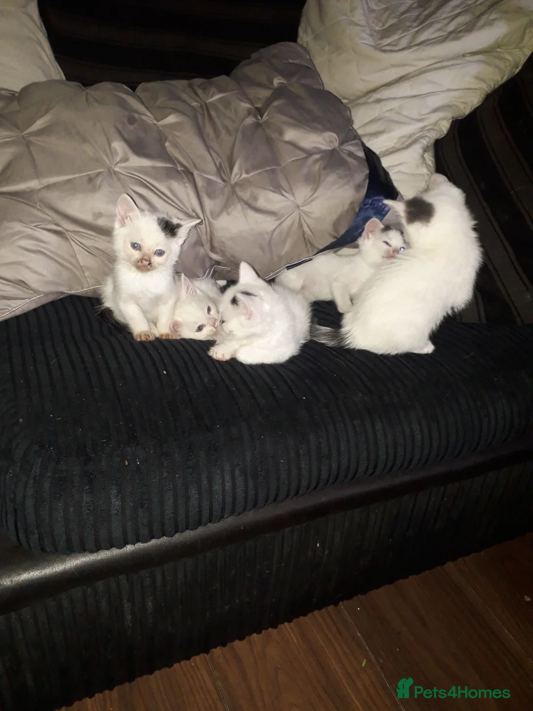 Siamese cats for sale: 5 beautiful kittens  - Advert 2