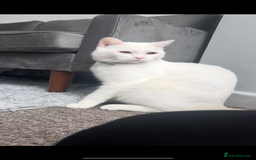 British Longhair cats for sale: White male cat  - Image 1