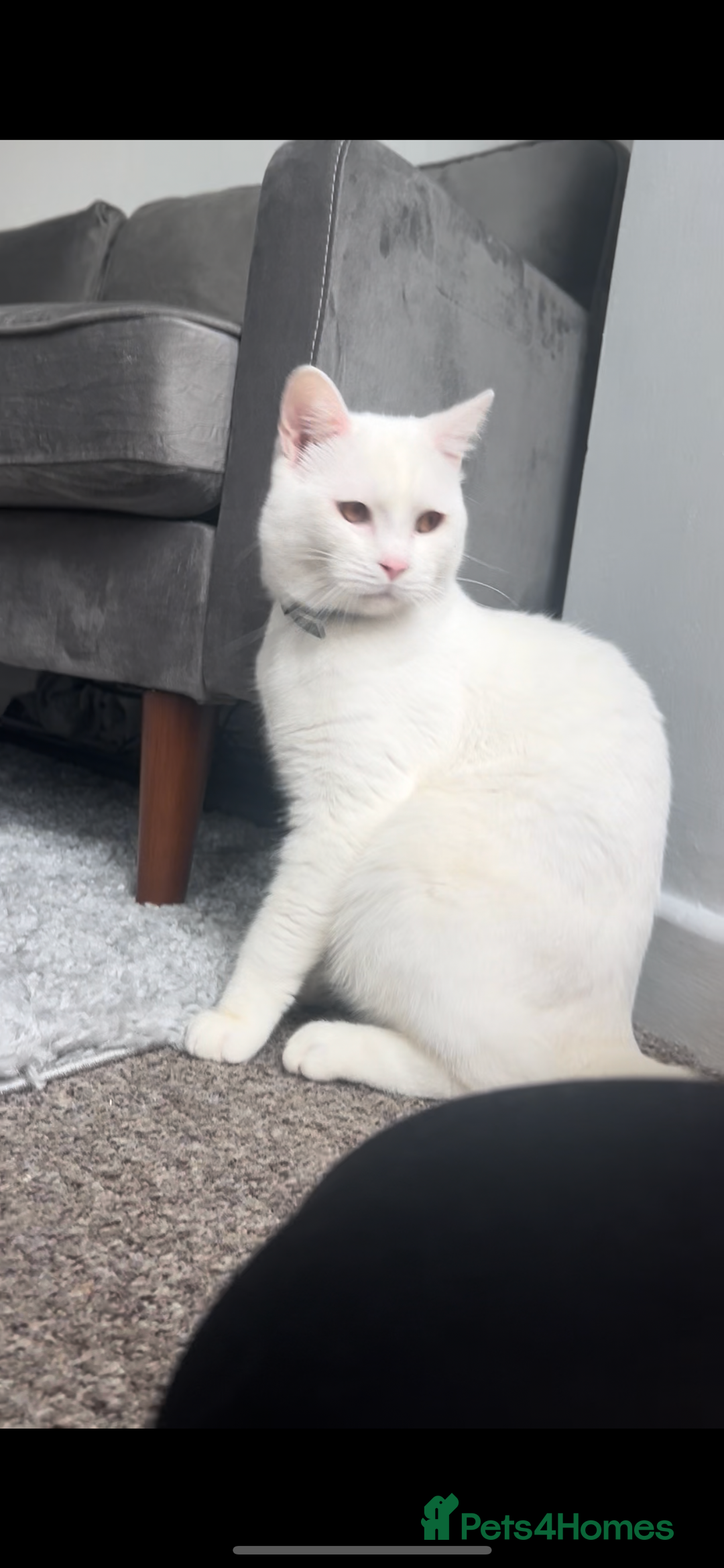 British Longhair cats for sale: White male cat  - Image 1