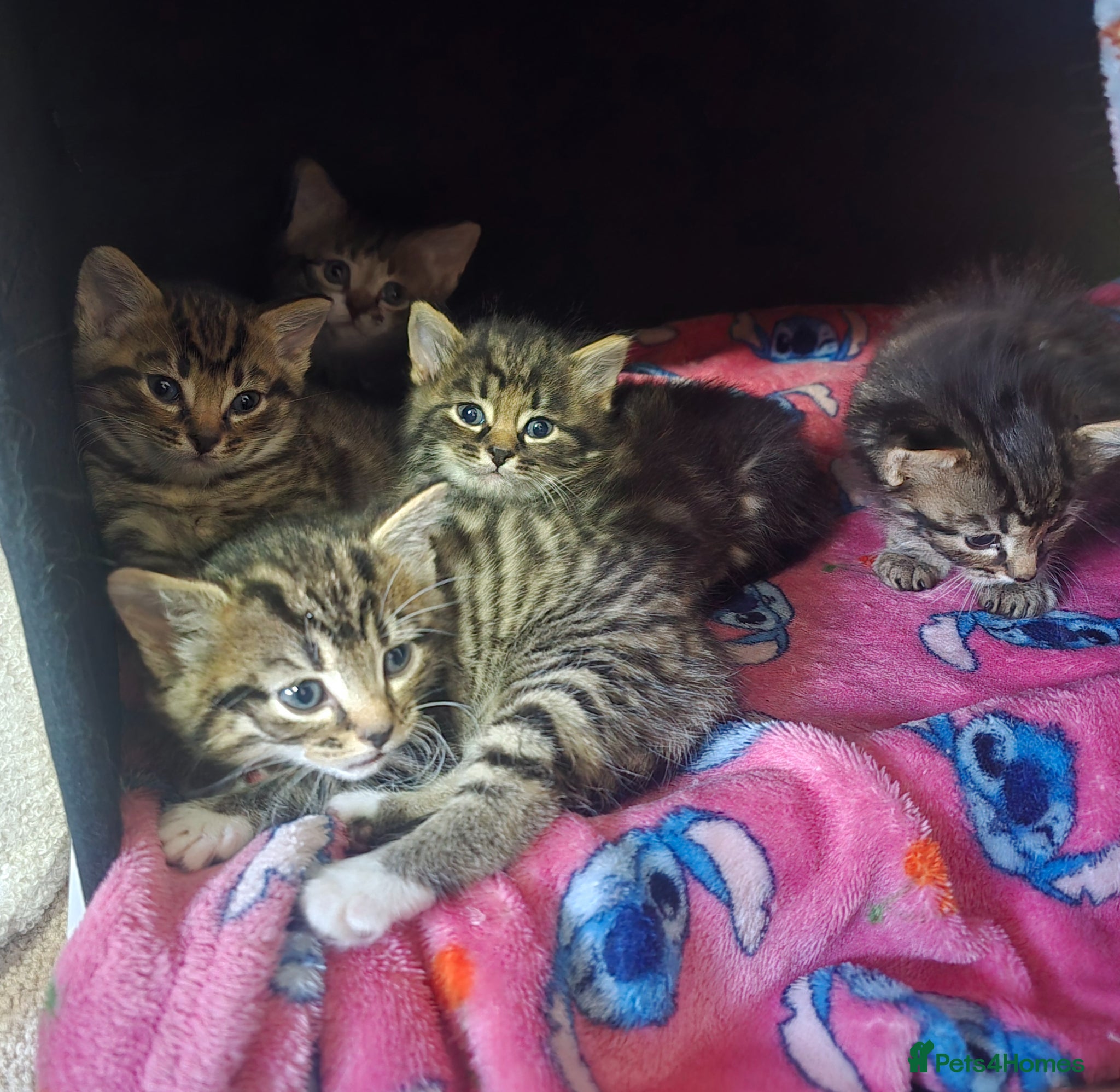 Mixed Breed cats Four Tabby Boys Available  - Advert 5