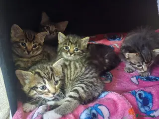 Mixed Breed cats Four Tabby Boys Available - Advert 6
