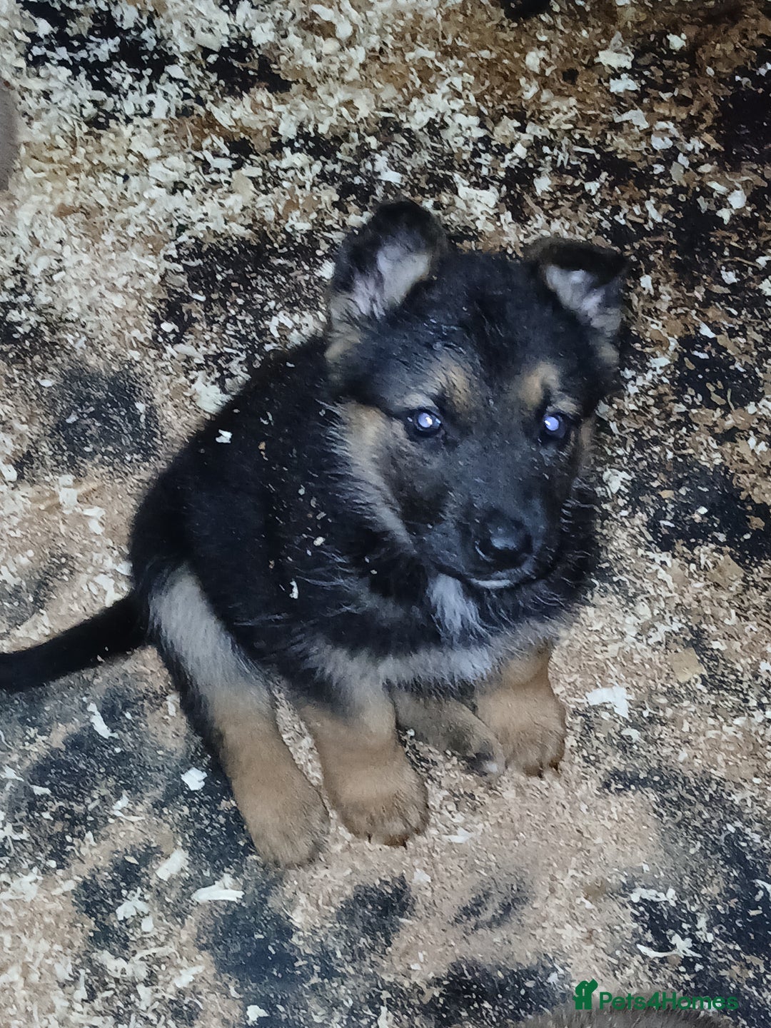 Mixed Breed dogs for sale: Belgium Mali x  - Advert 3