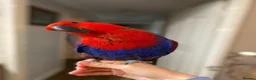 Parrots birds for sale: Eclectus Parrot for sale in Wembley - Advert 2