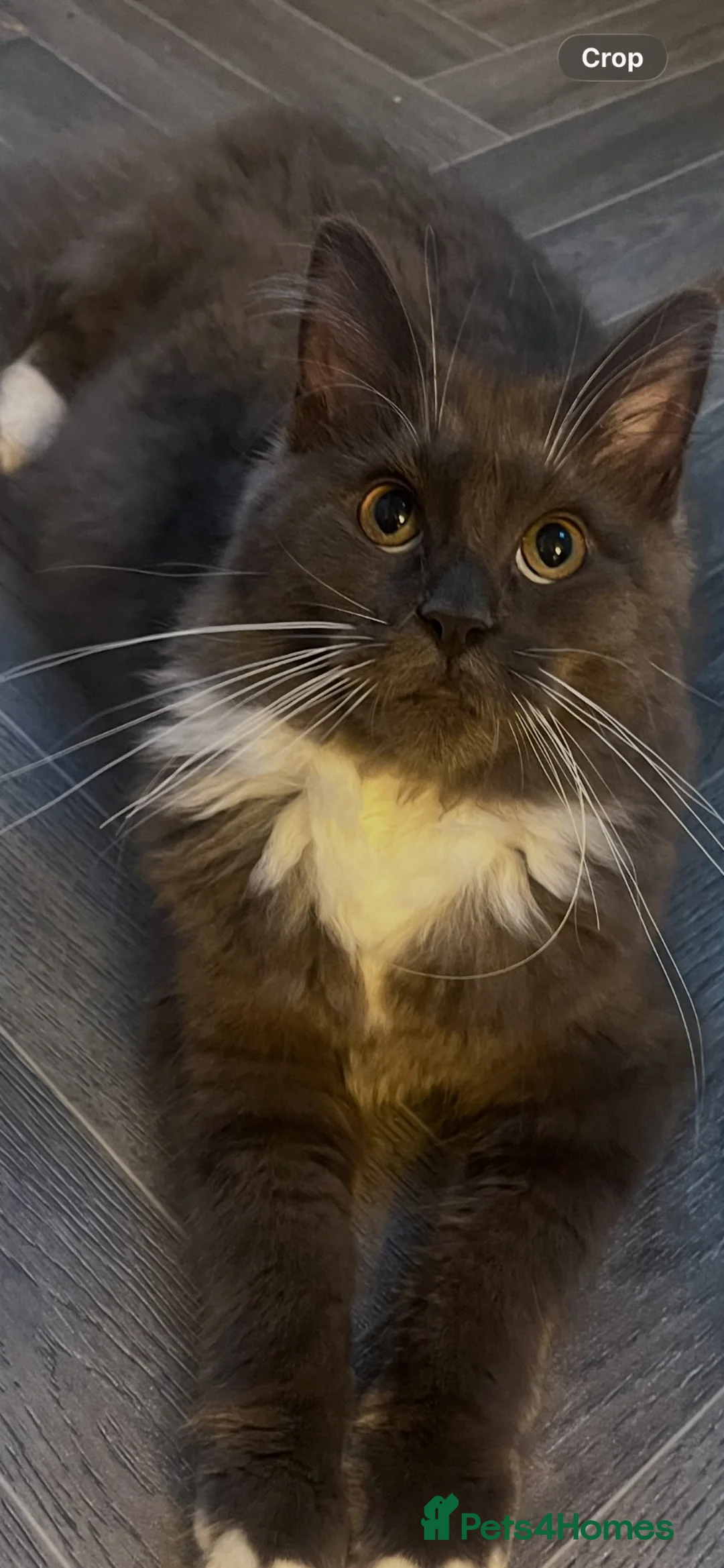 Maine Coon cats for sale: Beautiful Maine coon grey and black smoke   - Advert 2