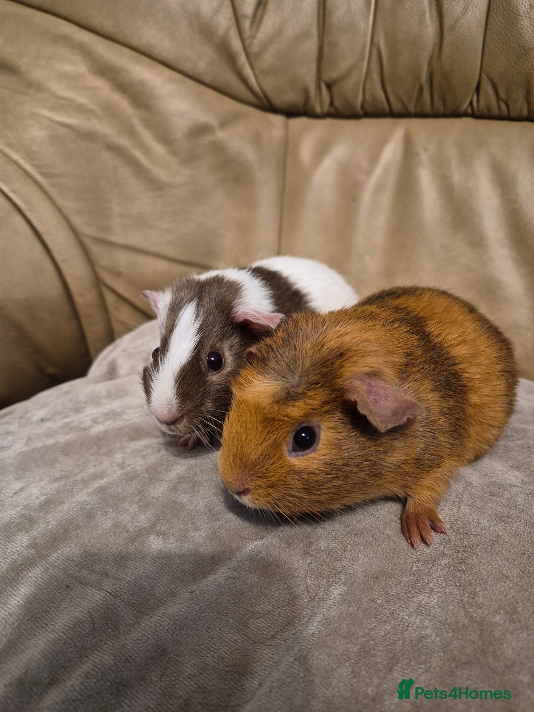 Guinea Pig rodents for sale: 2 Adorable Male Baby Guinea Pigs - Advert 4