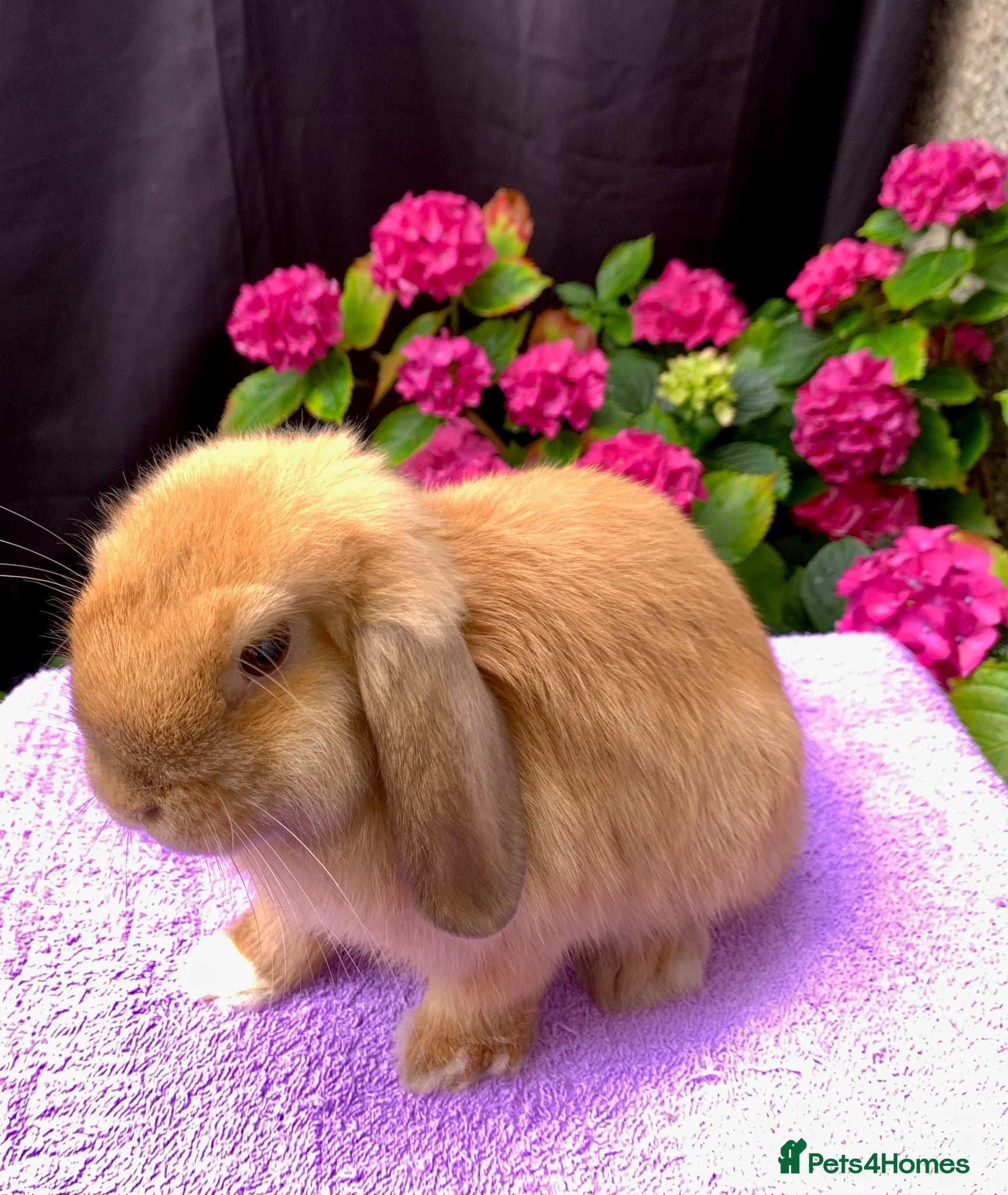 Mini Lop rabbits Gorgeous baby mini lop boys ready now - Advert 2