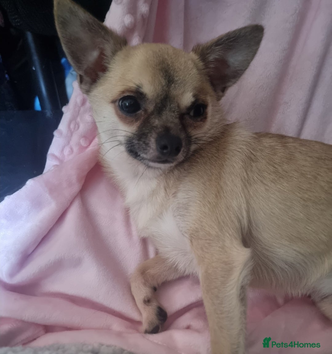 Chihuahua dogs for sale: Wolfy - Advert 1