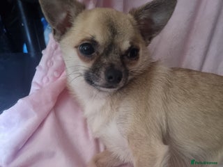 Chihuahua dogs Wolfy - Advert 2