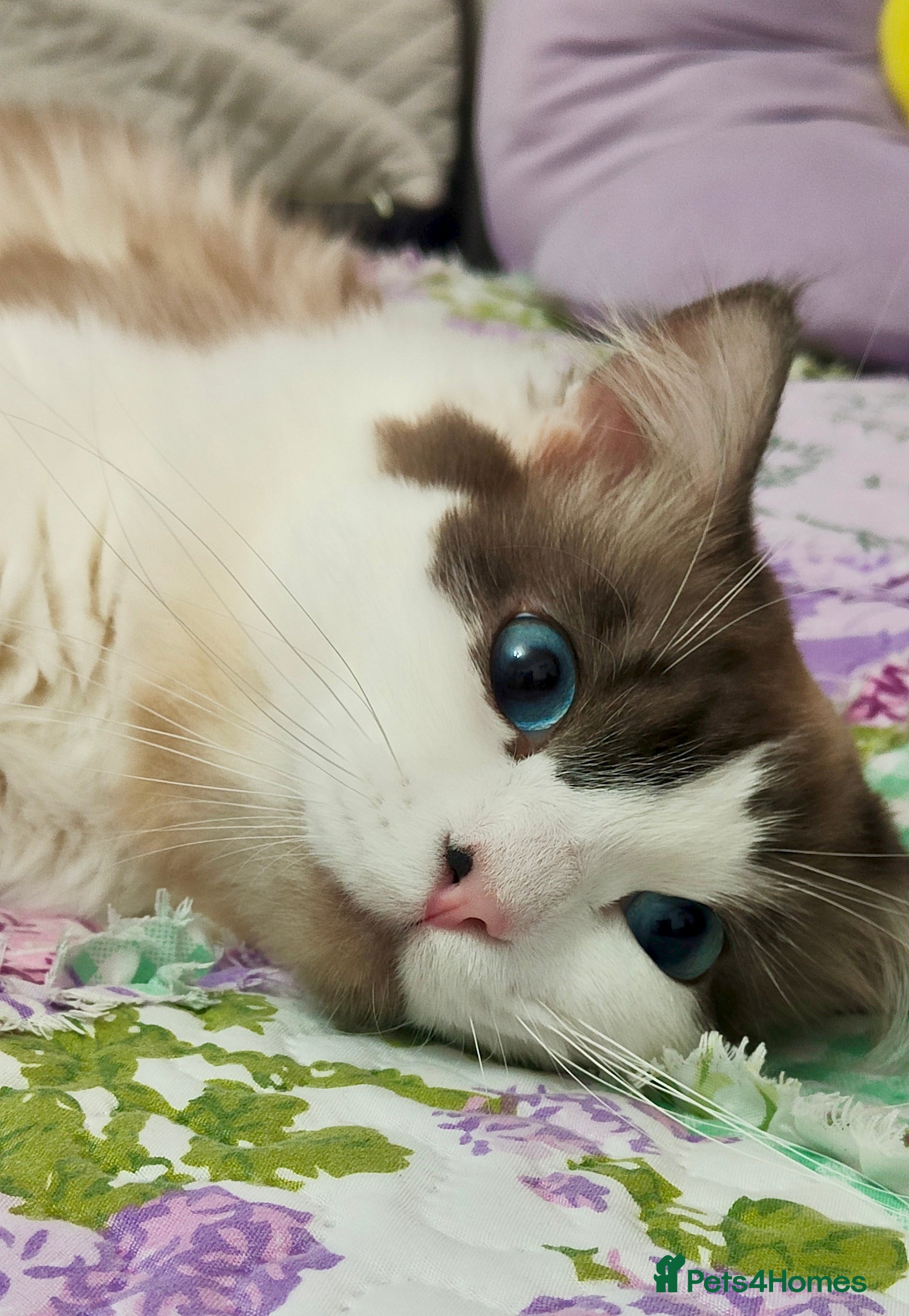 Ragdoll cats Ragdoll for Stud - Advert 15