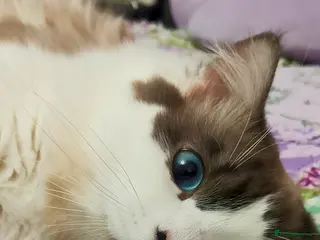 Ragdoll cats Ragdoll for Stud - Advert 15