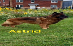 German Shepherd dogs for sale: Excellent Long-Haired German Shepherd Puppies. KC. - Image 32