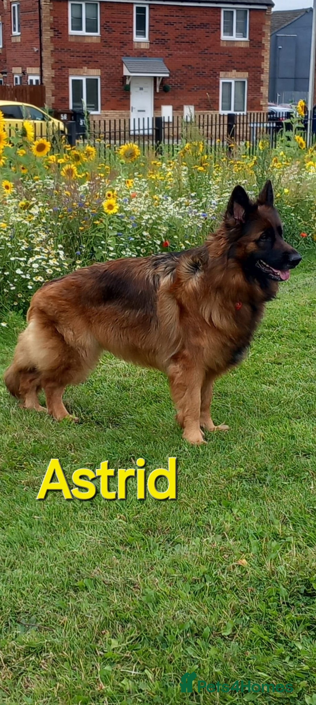 German Shepherd dogs for sale: Excellent Long-Haired German Shepherd Puppies. KC. - Image 32