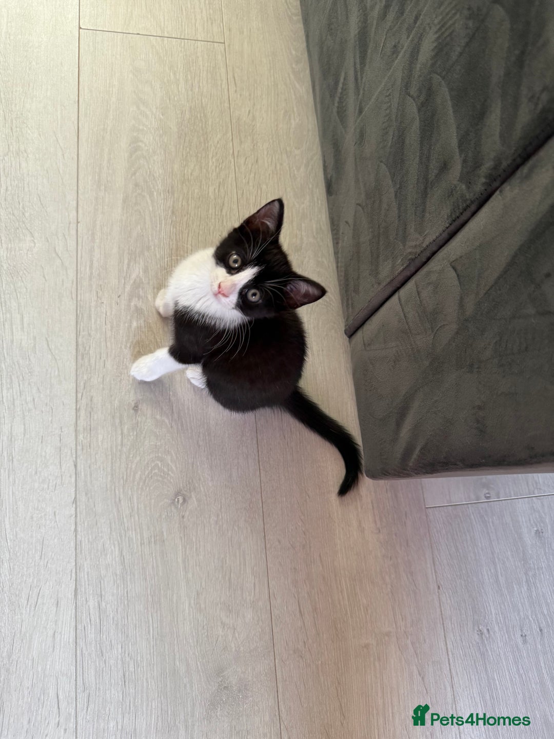 Maine Coon cats for sale: Black and white kitten  - Image 1