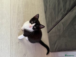 Maine Coon cats - Advert 4