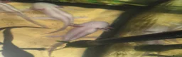 Axolotl reptiles for sale: 5 albino axolotls  - Advert 3