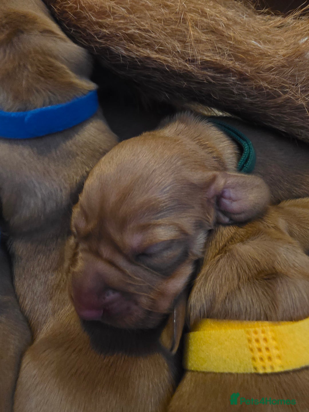 Mixed Breed dogs for sale: Hungarian vizsla cross cocker spaniel puppies - Advert 15