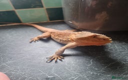 Bearded Dragon reptiles for sale: Bearded Dragon Female - Image 3