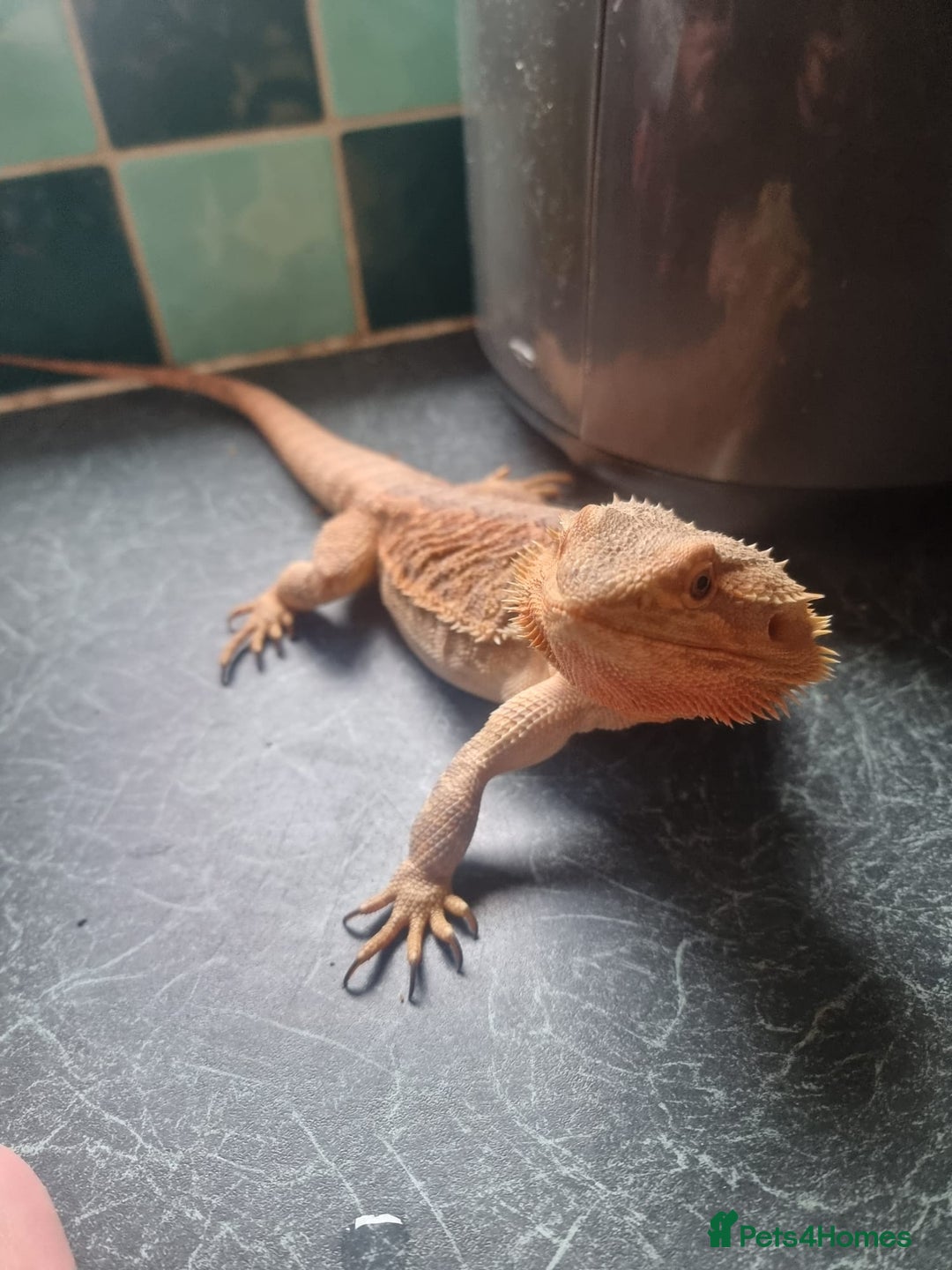 Bearded Dragon reptiles for sale: Bearded Dragon Female - Image 3