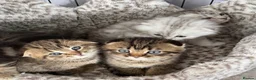 Scottish Fold cats for sale: Scottish Fold kittens  - Advert 6