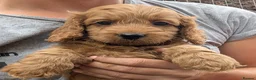 Cockapoo dogs for sale: Licensed breeder, health tested F1 cockapoo pups - Advert 25