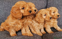 Cockapoo dogs for sale: Outstanding quality F1 Cockapoo pups  - Image 3