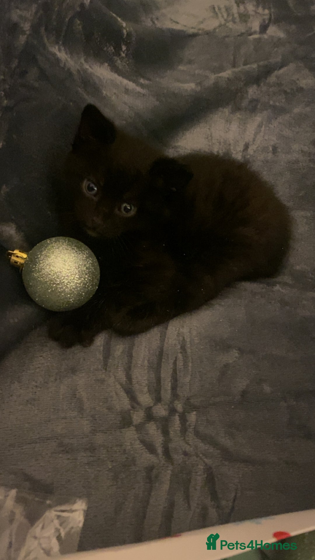 Mixed Breed cats for sale: Mixed bengal and Norwegian kittens  - Advert 16