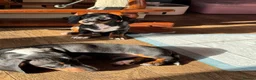 Miniature Dachshund dogs for sale: 4 playful dachshund pups  - Advert 5