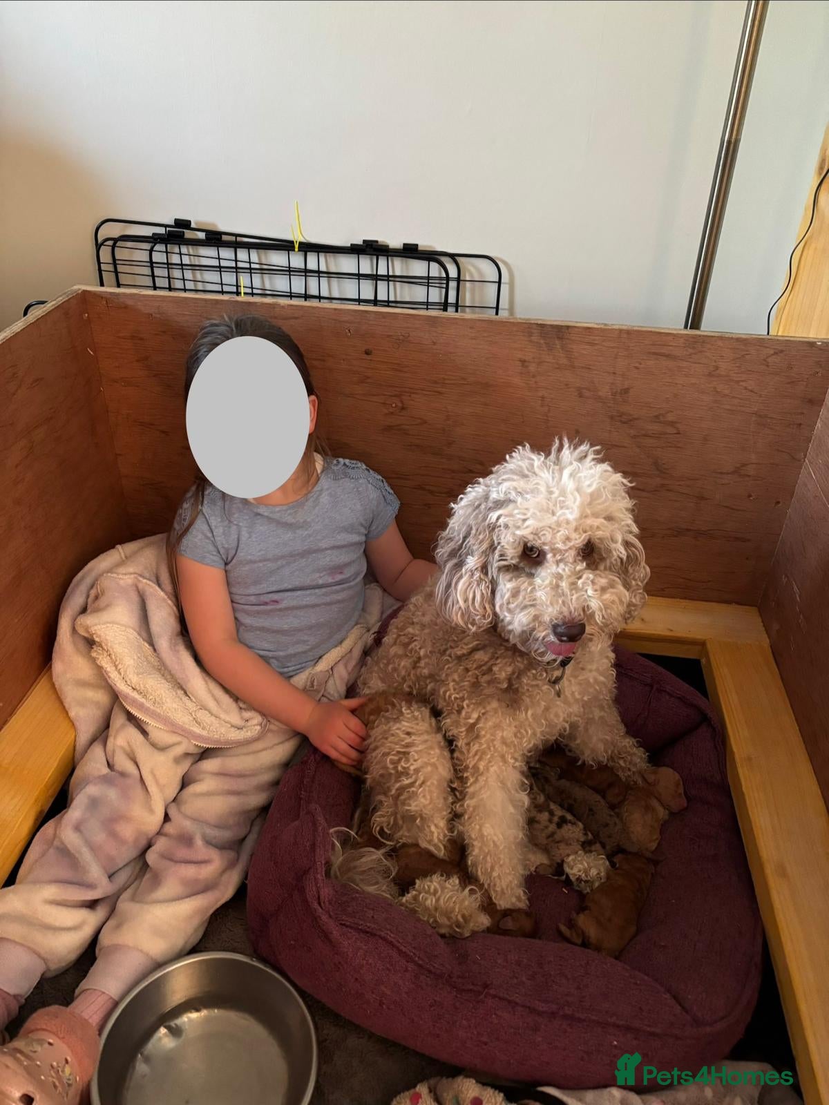 Mixed Breed dogs for sale: Moyen/miniature poodle - Advert 1