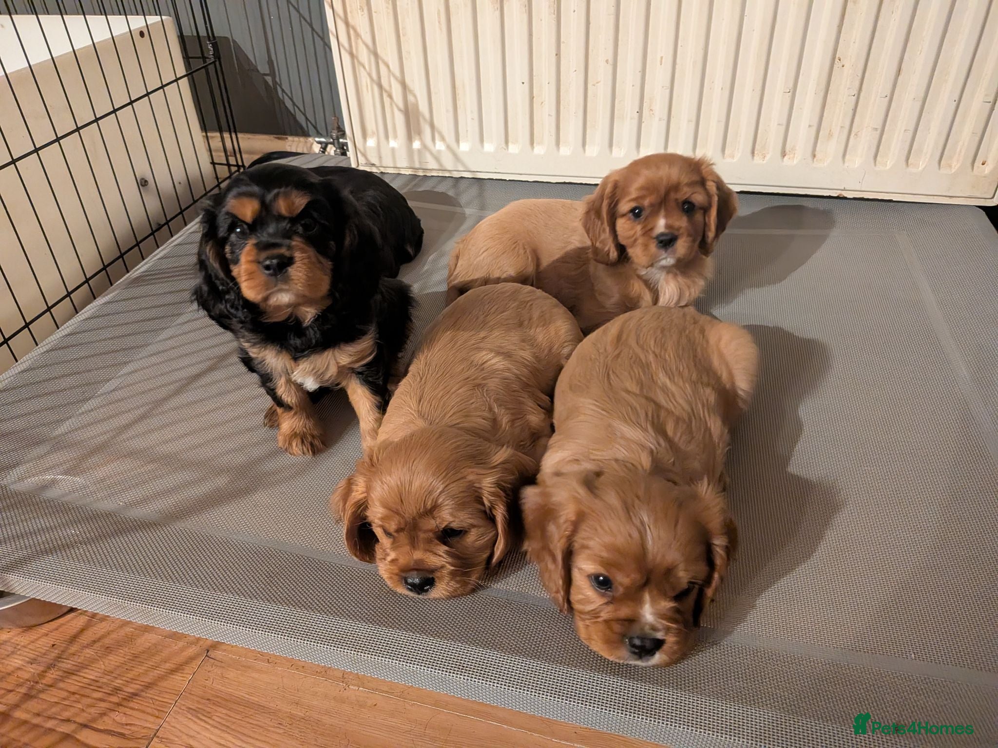 Cavalier King Charles Spaniel dogs Cavalier King Charles Spaniel Puppies - Pedigree - Advert 17