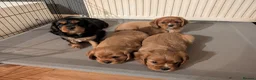Cavalier King Charles Spaniel dogs for sale: Cavalier King Charles Spaniel Puppies - Pedigree - Advert 1