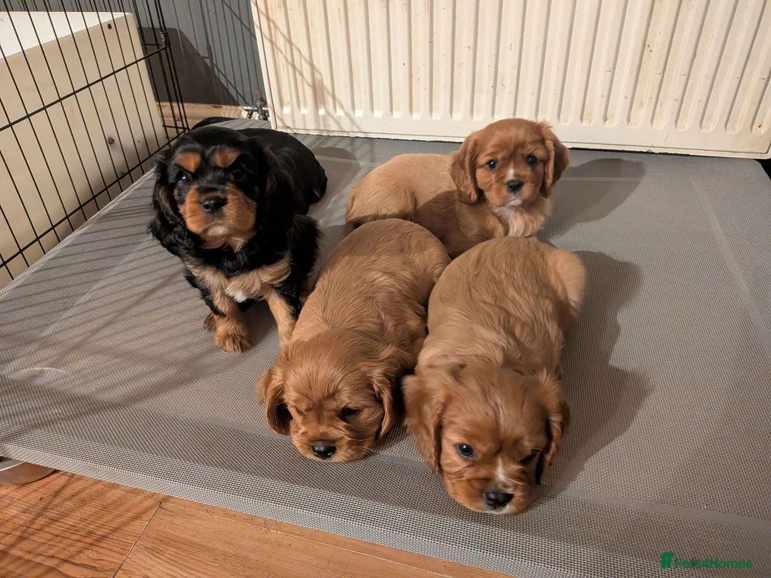 Cavalier King Charles Spaniel dogs for sale: Cavalier King Charles Spaniel Puppies - Pedigree - Advert 1