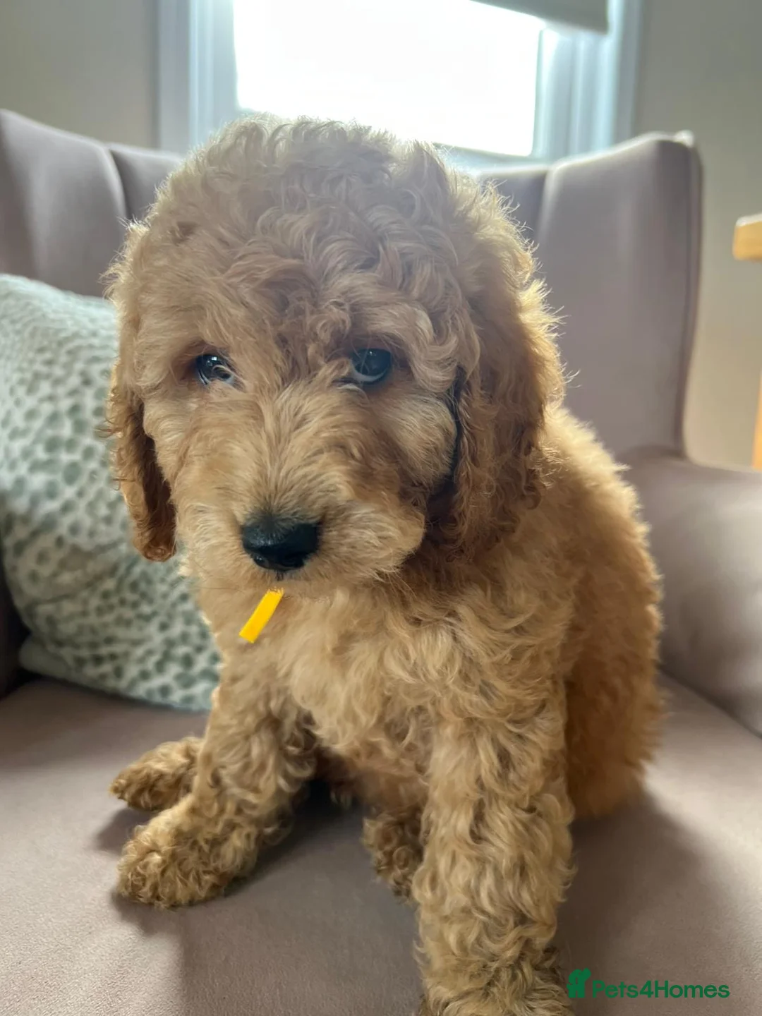 Cavapoo dogs for sale: Stunning red cavapoo puppies  - Advert 5