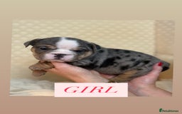 English Bulldog dogs for sale: English Bulldog - Image 1