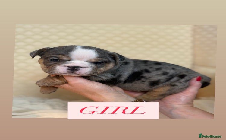 English Bulldog dogs - Advert 1