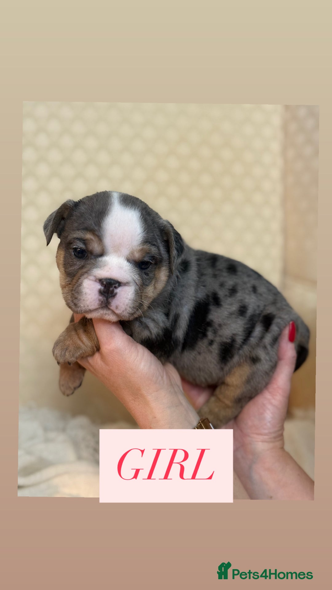 English Bulldog dogs for sale: English Bulldog - Image 1
