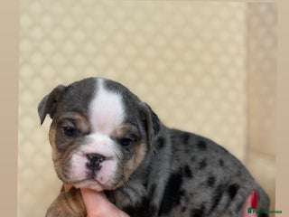 English Bulldog dogs - Advert 1