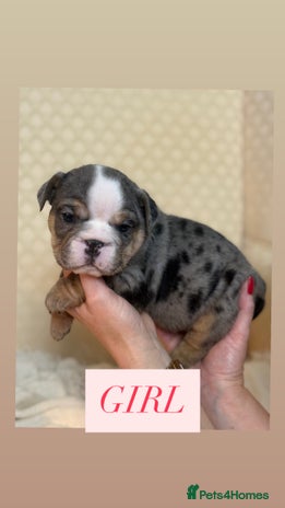 English Bulldog dogs - Advert 2